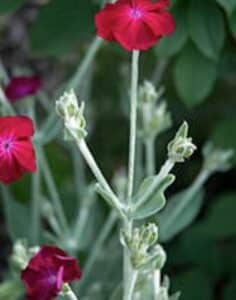 Kronen-Lichtnelke (Lychnis coronaria) mit purpurroten Blüten über graugrünen, filzigen Blättern