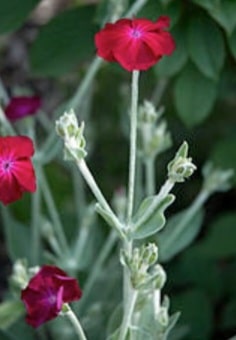 Kronen-Lichtnelke (Lychnis coronaria) mit purpurroten Blüten über graugrünen, filzigen Blättern