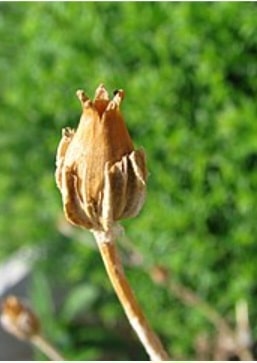 Hahnensporn Frucht