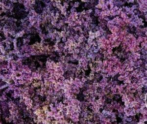 Dichte violette Blütenrispen des Strandflieders (Limonium)