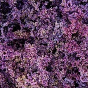 Statice - Limonium