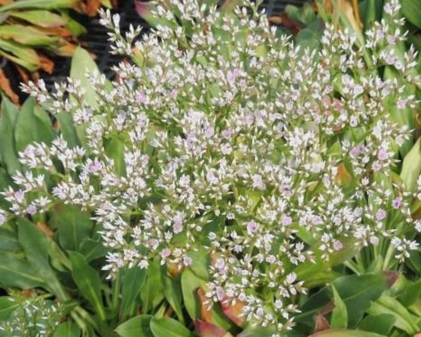 Statice - Limonium