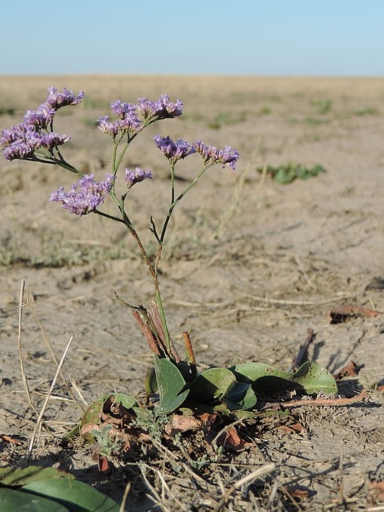 Statice - Limonium