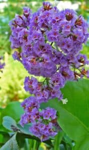 Statice Blüte