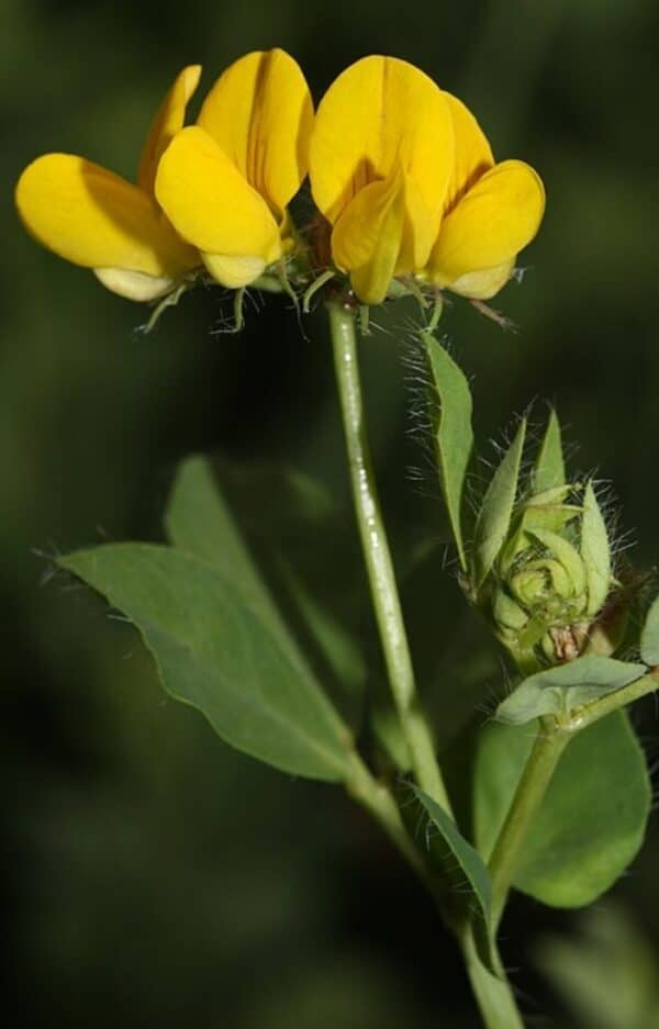 Gewöhnlicher Hornklee (Lotus corniculatus) – Dolde leuchtend gelber Schmetterlingsblüten an einem behaarten Stängel