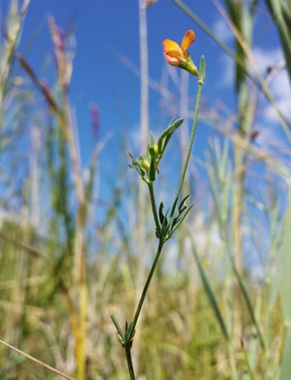 Schmalblättriger Hornklee (Lotus tenuis) – sehr schmale Fiederblättchen und eine orangegelbe Blüte an einem dünnen Stängel vor blauem Himmel
