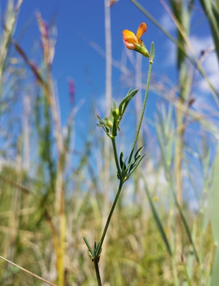Schmalblättriger Hornklee - Lotus tenuis