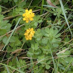 Sumpf-Hornklee - Lotus pedunculatus