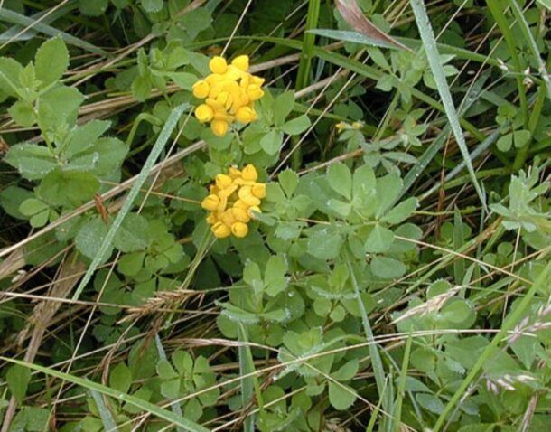 Sumpf-Hornklee (Lotus pedunculatus) – zwei dichte Dolden kräftig gelber Blüten zwischen Gräsern und dreiteiligen Blättern