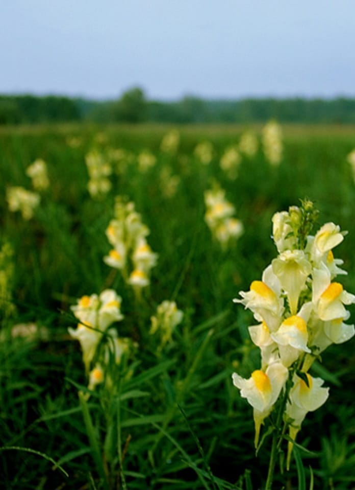 Leinkraut - linaria