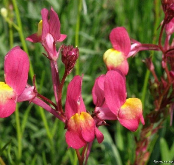 Bunte Blüten des Marokkanischen Leinkrauts (Linaria maroccana) in einem Blumenbeet