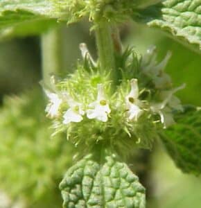 Apfelminze Detailblüte