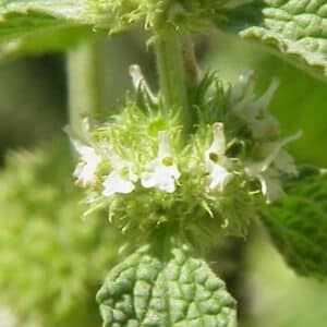 Gewöhnlicher Andorn (Marrubium vulgare) – weiße Blüten in dichten Scheinquirlen