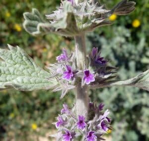 Baldrianblüte Detailansicht