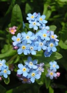 Waldvergissmeinnicht - Myosotis silvatica