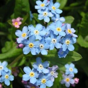 Dichter Horst hellblauer Vergissmeinnicht-Blüten mit gelber Mitte, dazwischen einzelne rosa Blüten