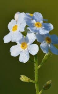Sumpf-Vergissmeinnicht - Myosotis palustris