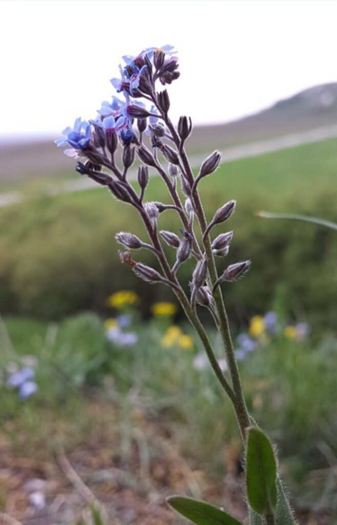 Vergissmeinnicht - Myosotis