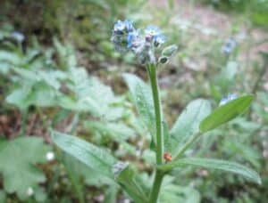 Acker-Vergissmeinnicht - Myosotis arvensis