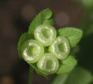 Gedenkemien-Nabelnüsschen - Omphalodes scorpioides