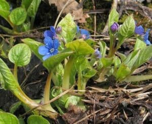 Frühlings-Gedenkemein - Omphalodes verna