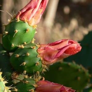 Opuntie Blüte - opuntia