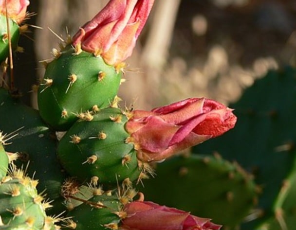Opuntie Blüte - opuntia