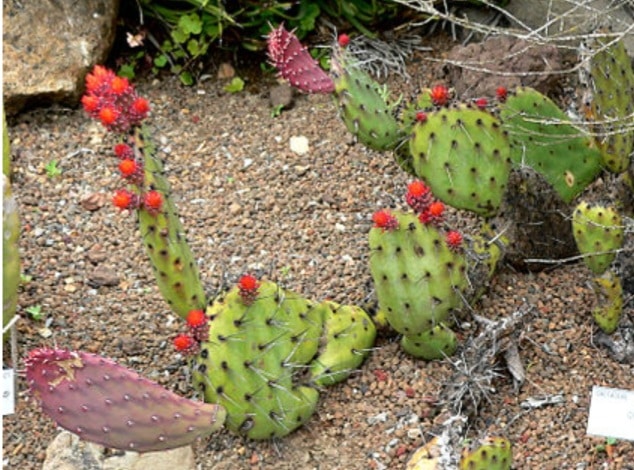 Opuntie - opuntia