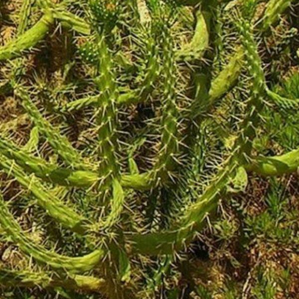 Verzweigte Opuntie - Austrocylindropuntia subulata