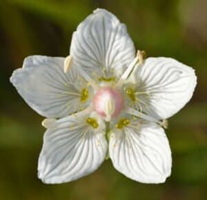 Sumpfblume Blüte