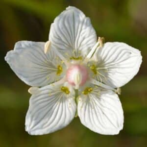 Blüte des Sumpf-Herzblatts (Parnassia palustris) in Nahaufnahme