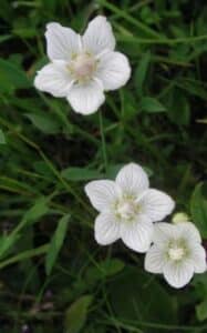 Parnassia palustris