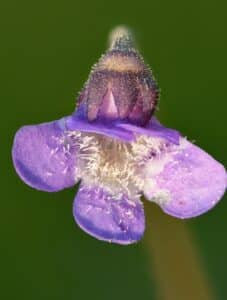 Fettkraut Blüte