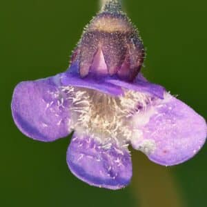 Fettkraut Blüte