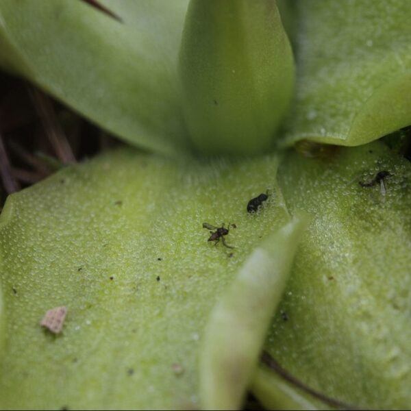 Fettkraut (Pinguicula)