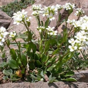 Rundblättriges Hellerkraut (Noccaea rotundifolia) mit weißen Blüten zwischen Steinen im Gebirge