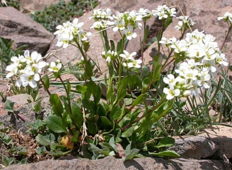 Hellerkraut - Thlaspi