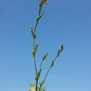 Pfennigkraut durchwachsen - Microthlaspi perfoliatum
