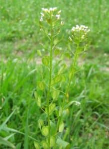 Ackerhellerkraut - Thlaspi arvense