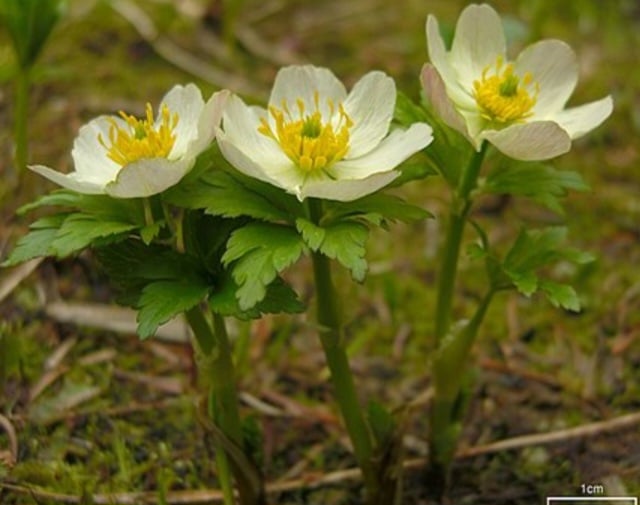 Trollblume - Trollius
