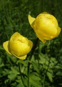 Trollblume (höchste) - Trollius altissimus