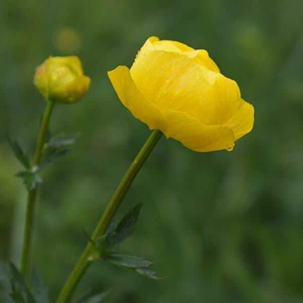 Kugelige gelbe Blüte der Europäischen Trollblume (Trollius europaeus) mit einer Knospe am Stiel