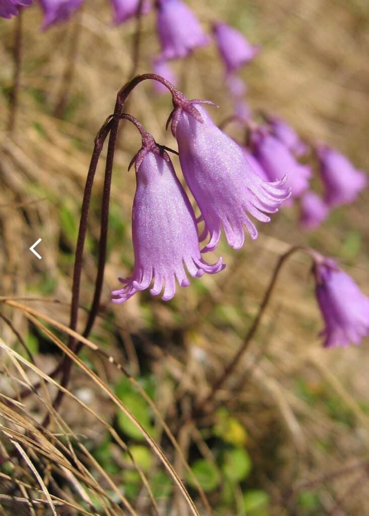 Soldanelle - Soldanella