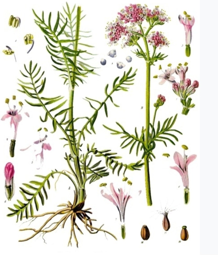 Baldrian - Valeriana