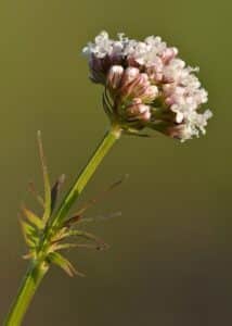 Baldrian - Valeriana officinalis