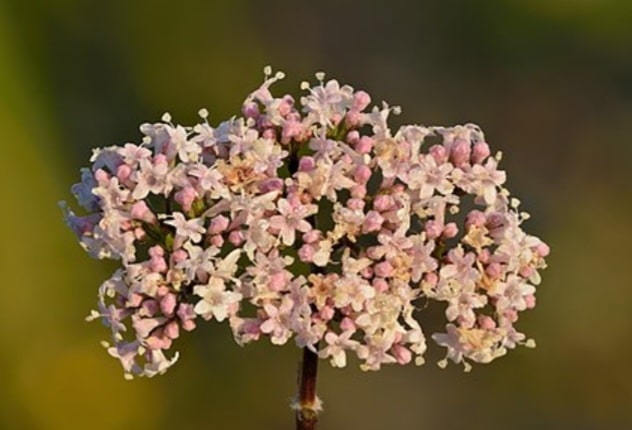 Baldrian Blüte - Valeriana officinalis