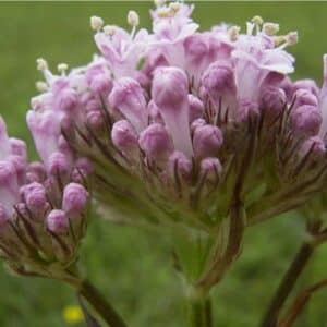 Blütenstand des Echten Baldrians in Nahaufnahme mit kleinen rosa-lila Röhrenblüten