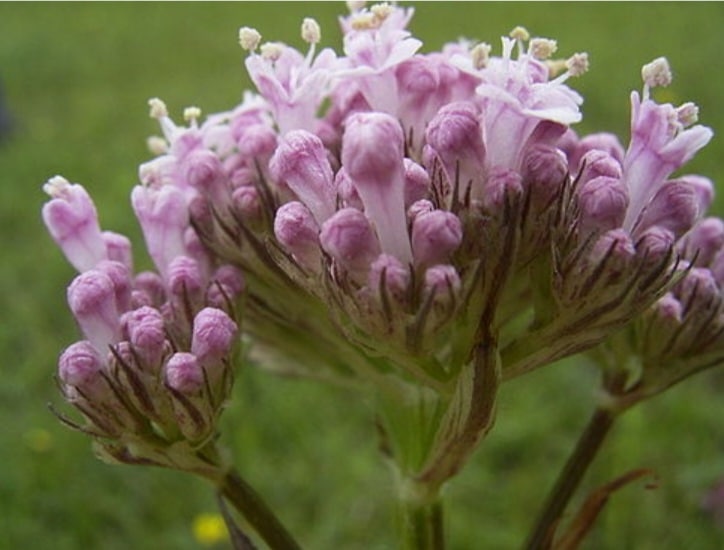 Baldrian Blüte - Valeriana