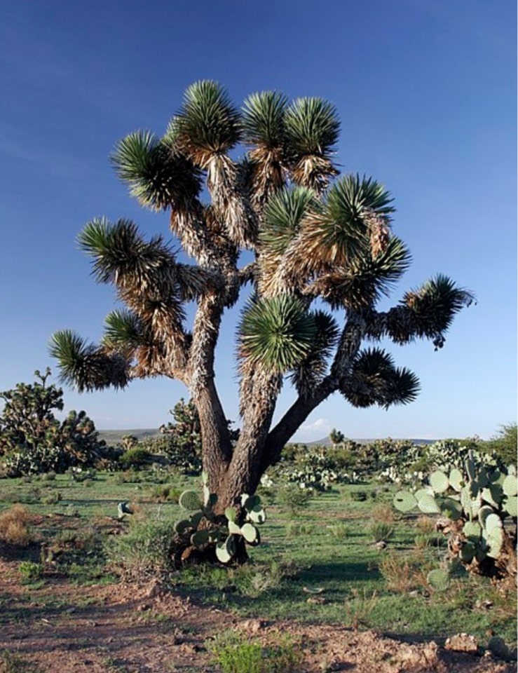 Juka - Yucca