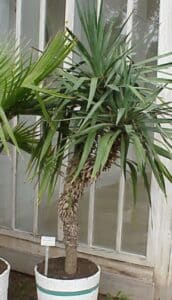 Riesen-Yucca - Yucca elephantipes